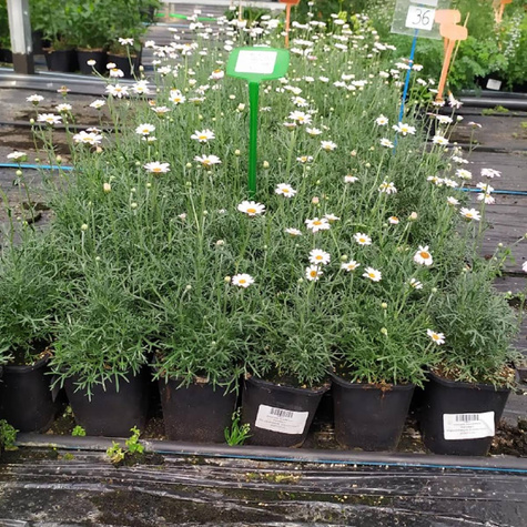 Stokrotka marokańska `Marrakech'